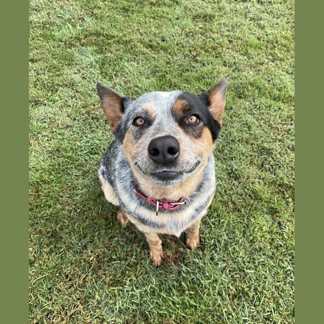 Photo of Nala