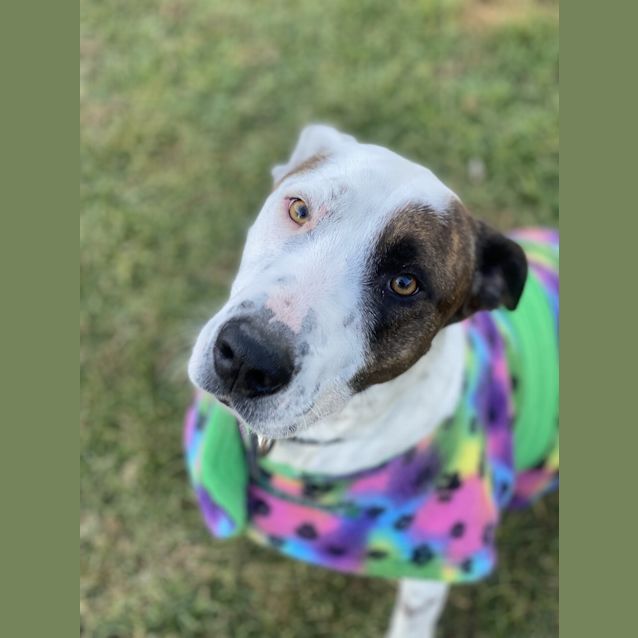 Photo of Spud