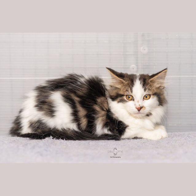 Photo of Nadal ** 2nd Chance Cat Rescue**