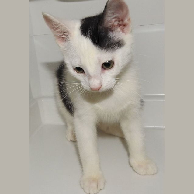 Photo of Kane @ Petstock Rouse Hill