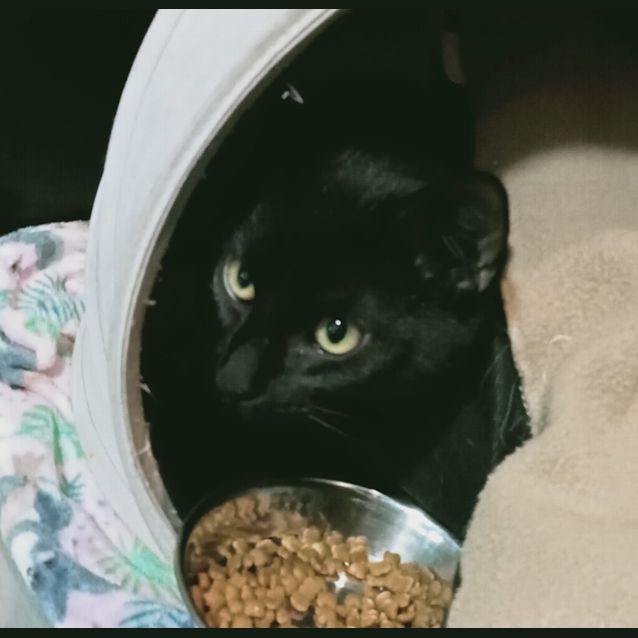 Photo of Shadow