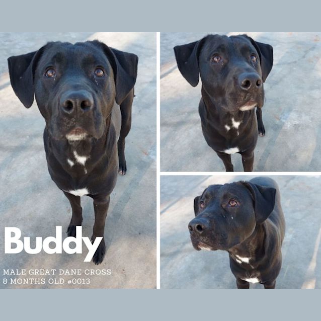 Photo of Buddy
