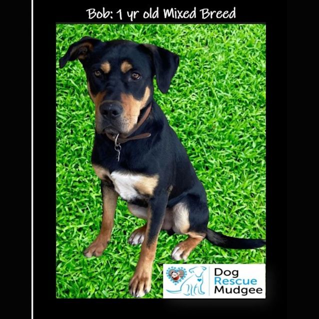 Photo of Bob ~ 1yr Old Mixed Breed