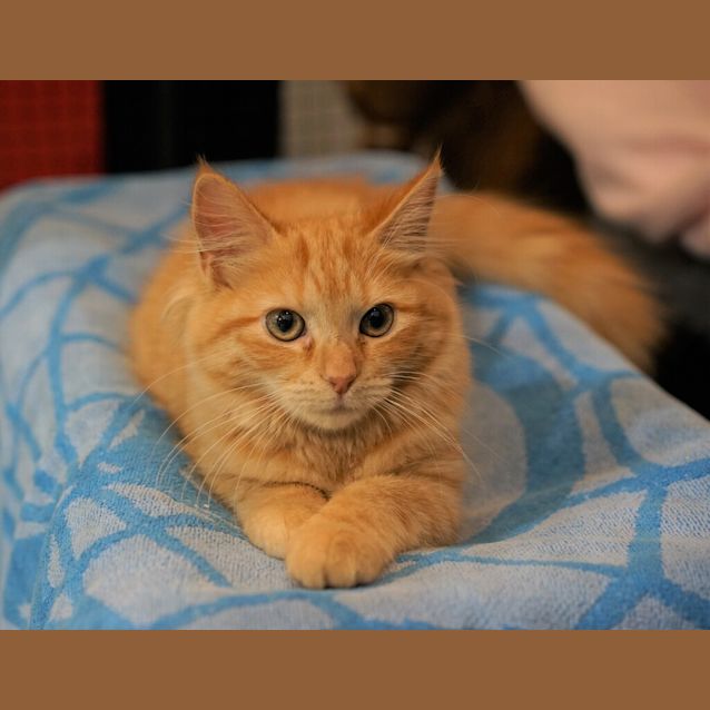 Photo of Cheeseball