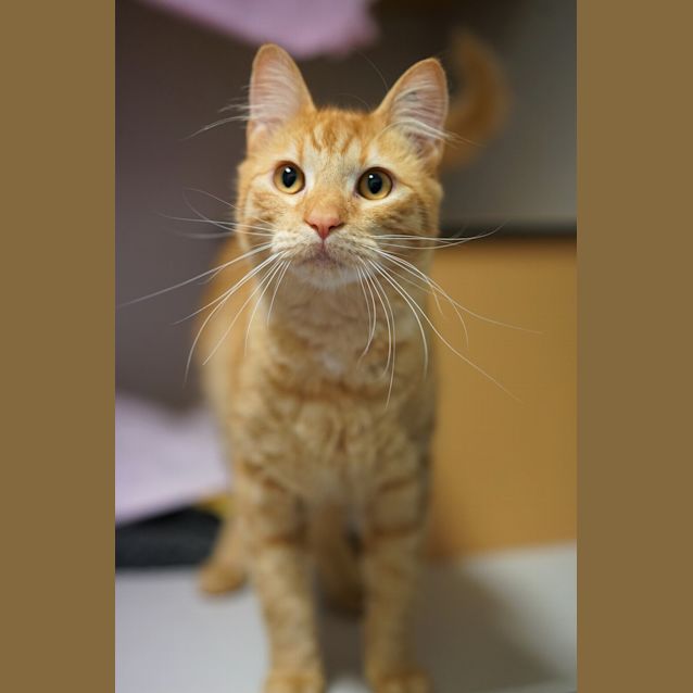 Photo of Archie