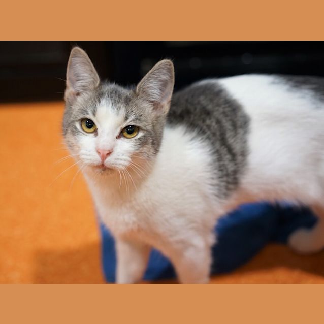Photo of Nova