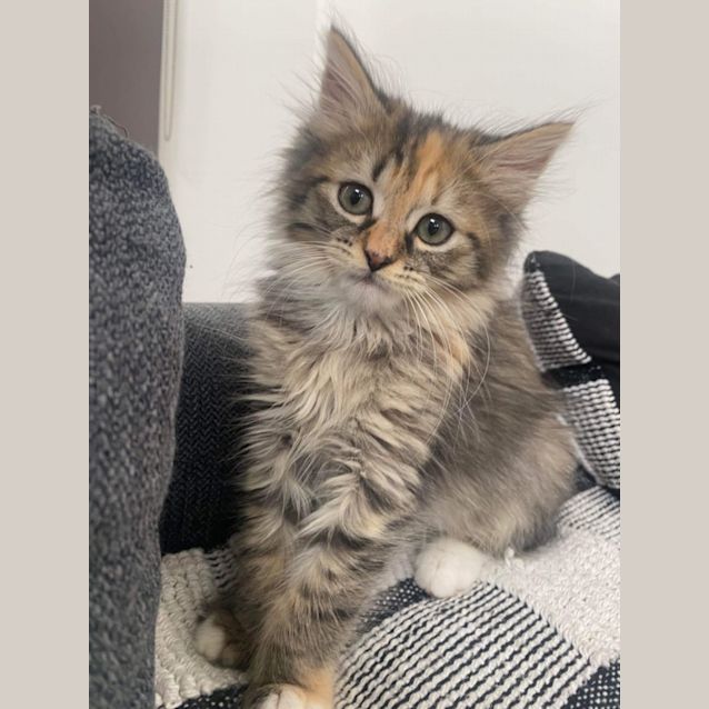 Photo of Poe ~ Meet Me @ Pet Stock Keysborough 😻