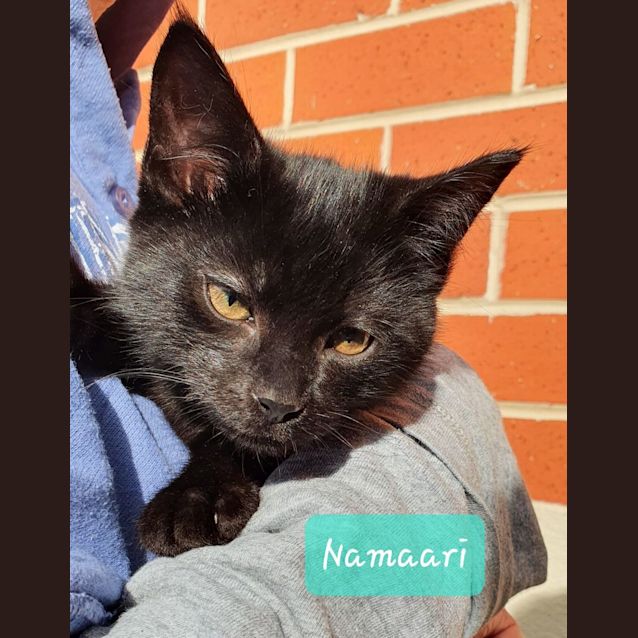 Photo of Namaari