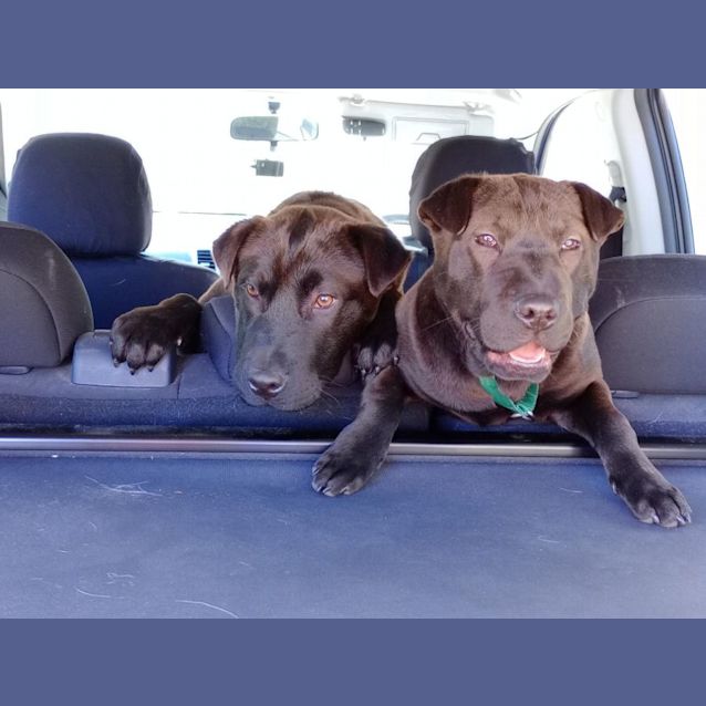 Photo of Barty (Puppy)