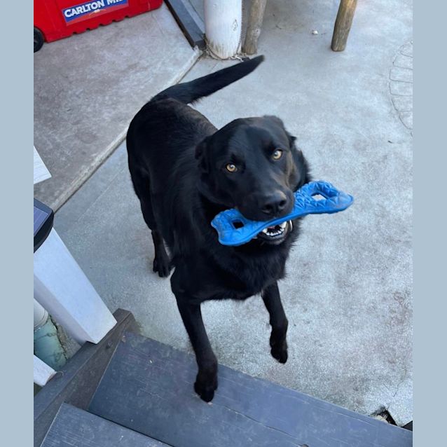 Photo of Chase ~ 14mo Labrador X Kelpie(on Trial 21/8/22)