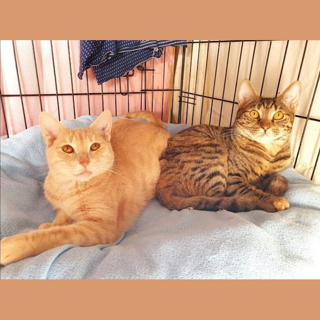 Photo of Leafpool And Crooked Jaw