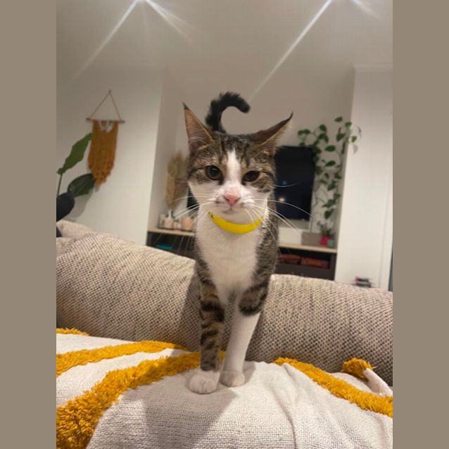 Photo of Topsy ❤️ Meet Me At Petstock Hastings Store