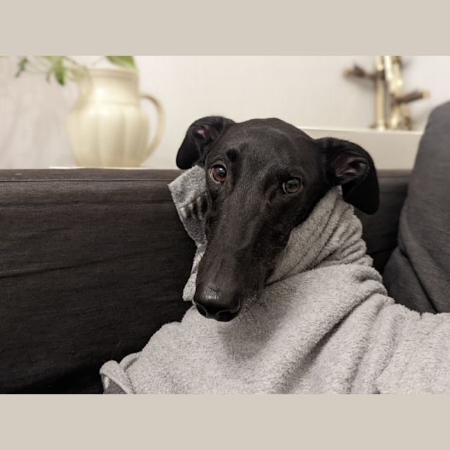 Photo of Trigger