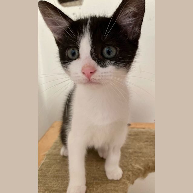 Photo of C1058 Bobbie