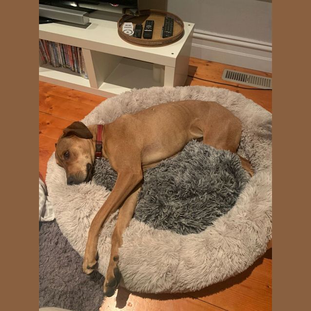 Photo of Lola