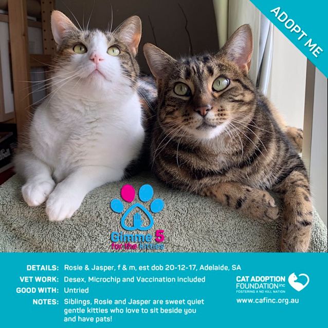 Photo of Rosie & Jasper Just $39 Limited Time!