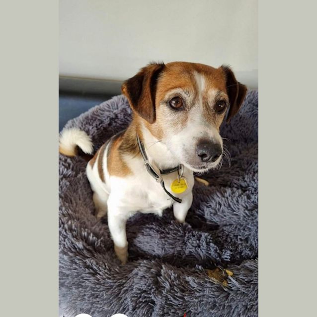 Photo of Bailey  Jack Russell Terroir Mix