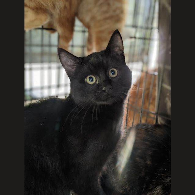 Photo of Cheeky Chops