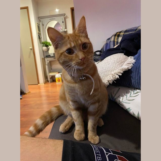 Photo of Eddy **2nd Chance Cat Rescue**