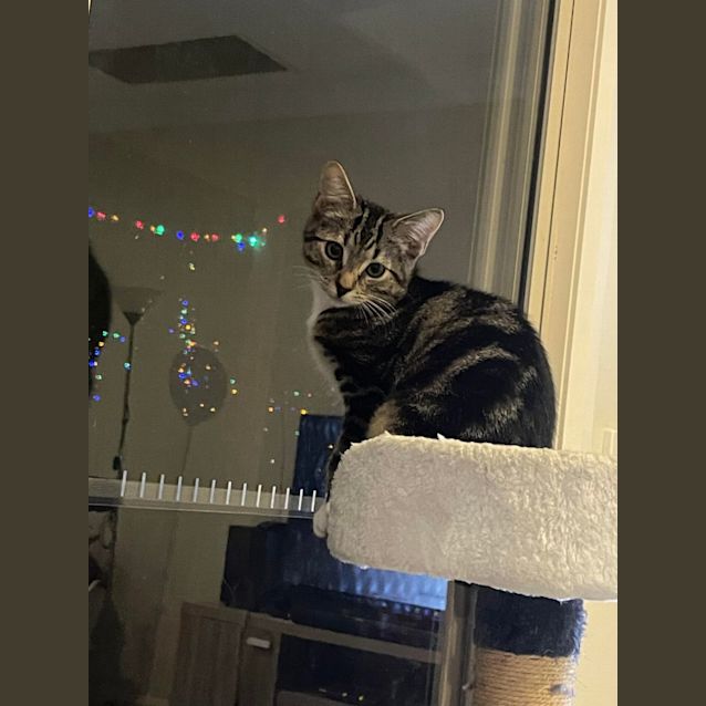 Photo of Lia**2nd Chance Cat Rescue"