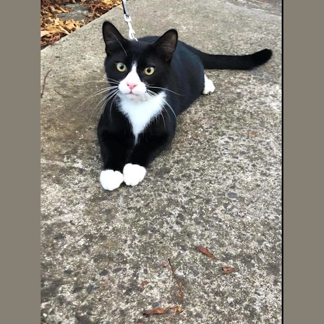 Photo of Mittens**2nd Chance Cat Rescue**