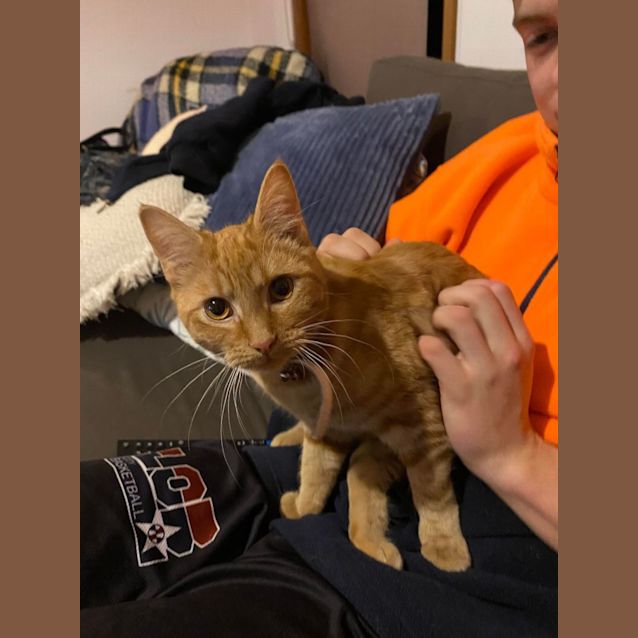 Photo of Billy **2nd Chance Cat Rescue**