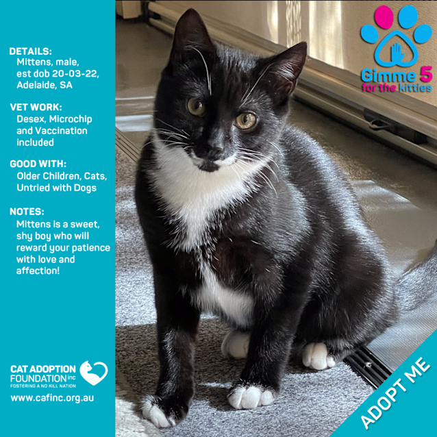 Photo of Mittens Just $39 Limited Time!