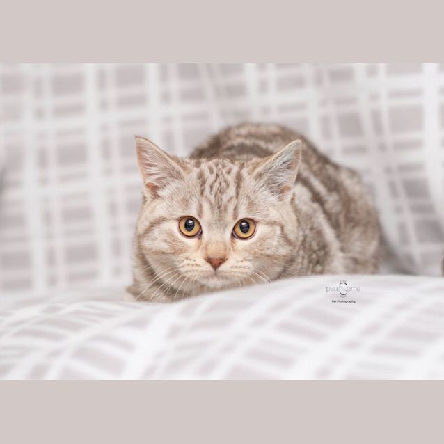Photo of Winnie**2nd Chance Cat Rescue**