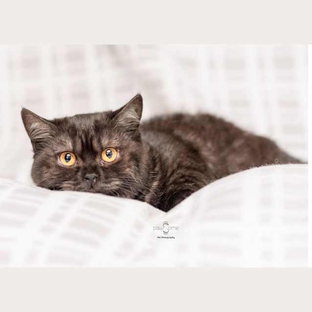 Photo of Maggie**2nd Chance Cat Rescue**