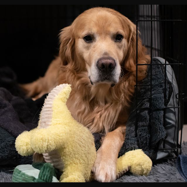 Photo of Murphy ( Was Mac )