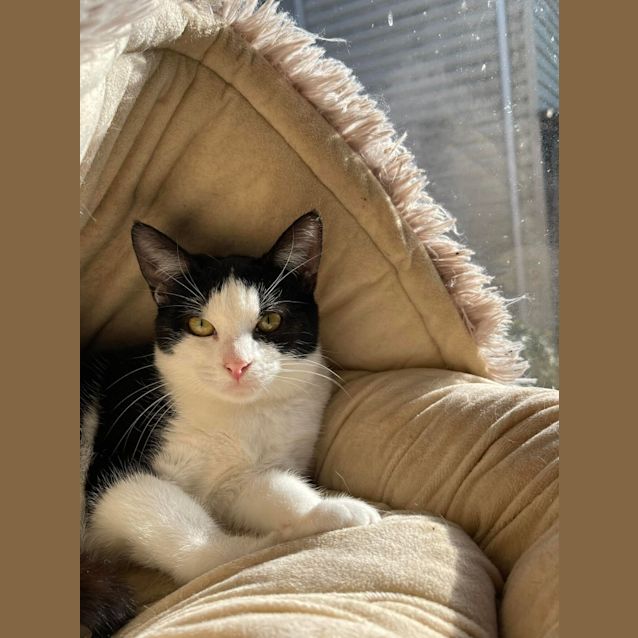 Photo of Chai