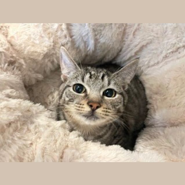 Photo of Angel / Beanie