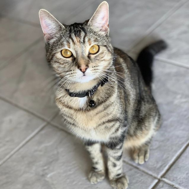 Photo of Amber