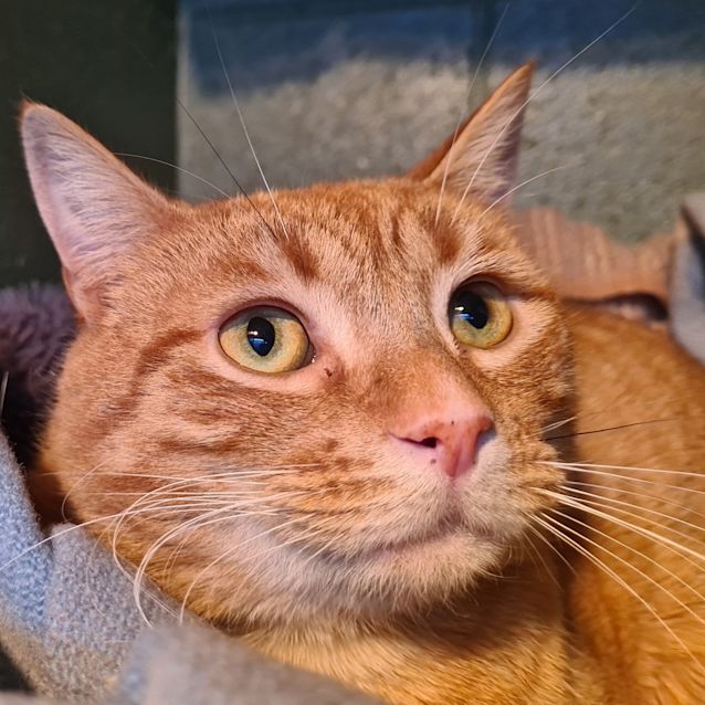 Photo of Biscuit