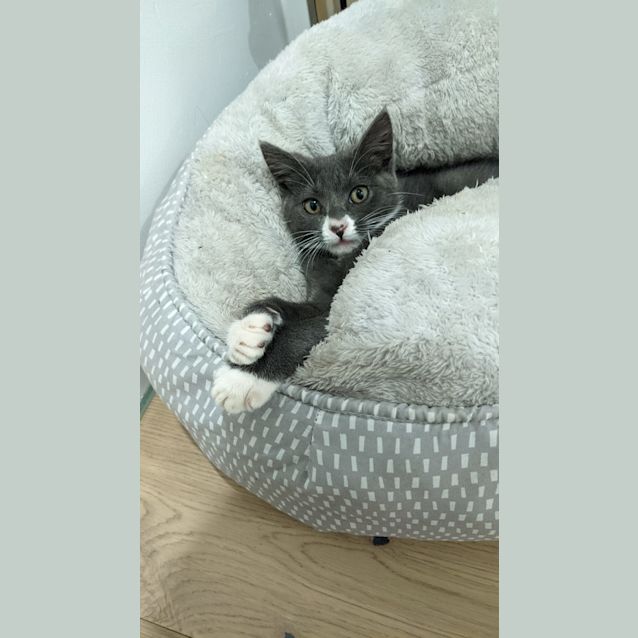 Photo of Stormie   Located In Glenroy