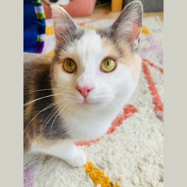 Photo of Annabelle   Located In Thornbury