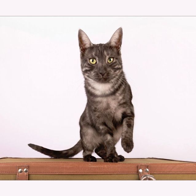 Photo of Axl And Izzy   Bonded Brothers