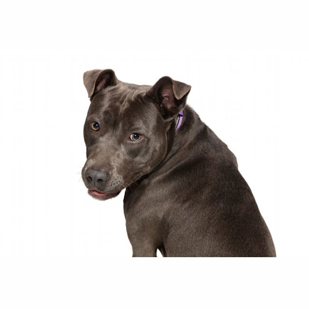 Photo of Pebbles
