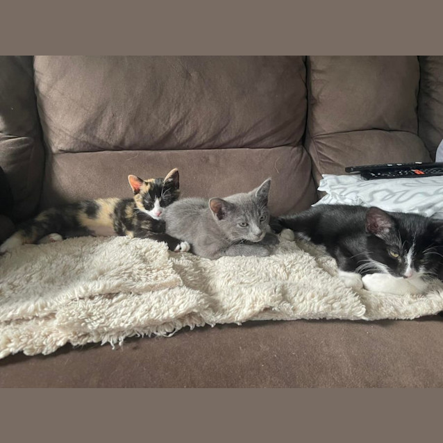 Photo of Meeko**2nd Chance Cat Rescue**