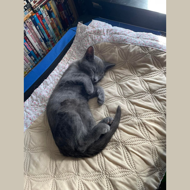Photo of Meeko**2nd Chance Cat Rescue**