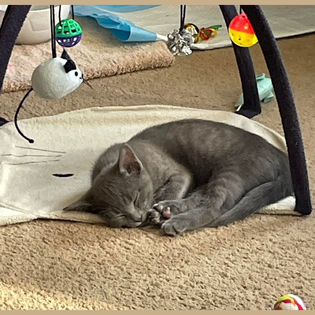Photo of Meeko**2nd Chance Cat Rescue**