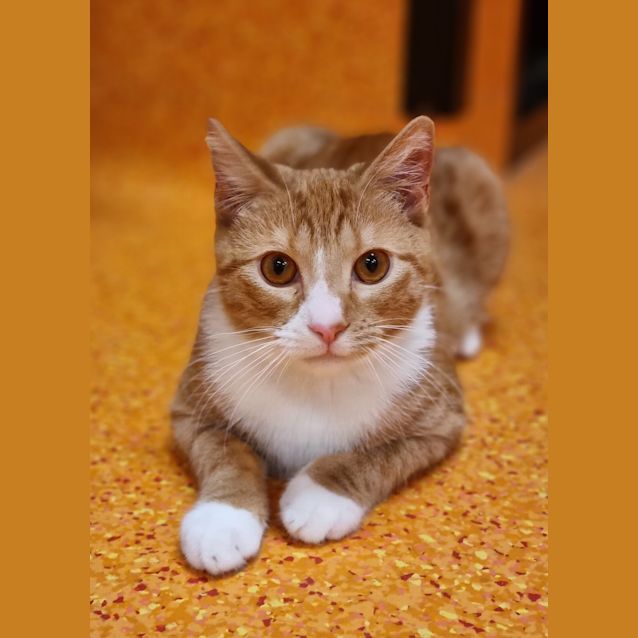 Photo of Weasley