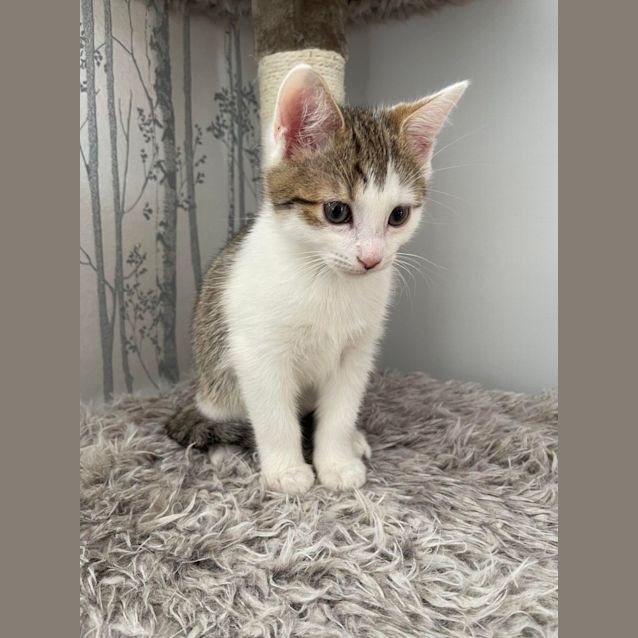 Photo of Cuddles**2nd Chance Cat Rescue**