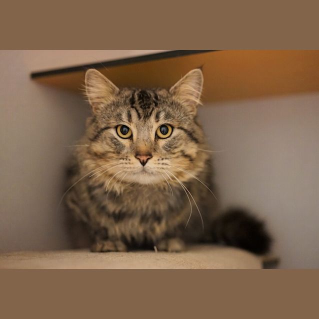 Photo of Cosmo