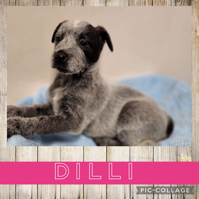 Photo of Dilli
