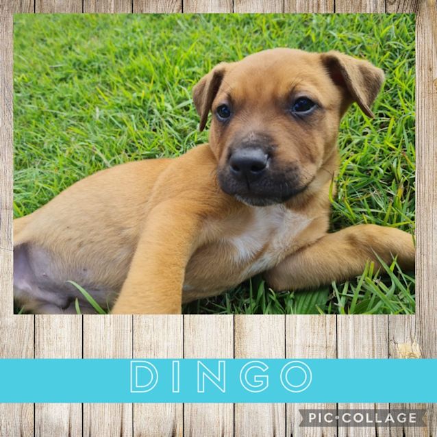 Photo of Dingo