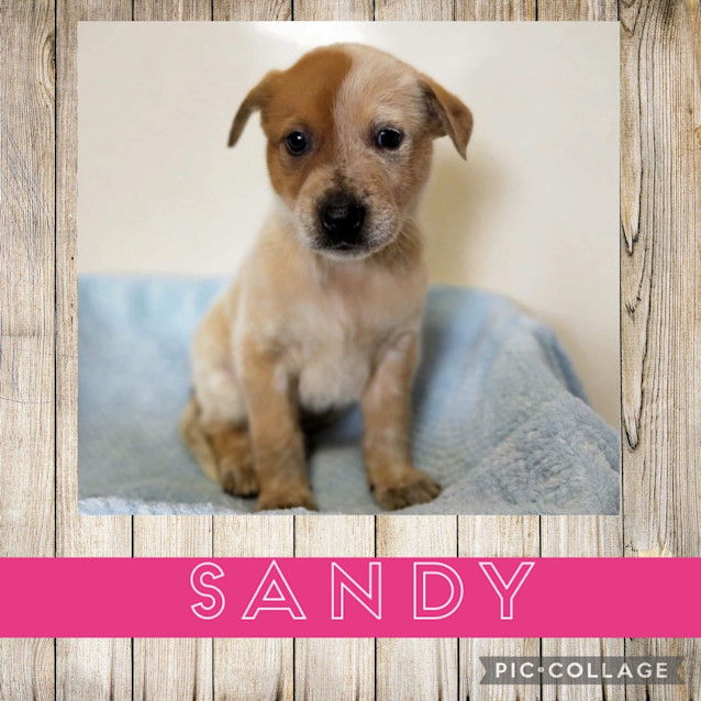Photo of Sandy