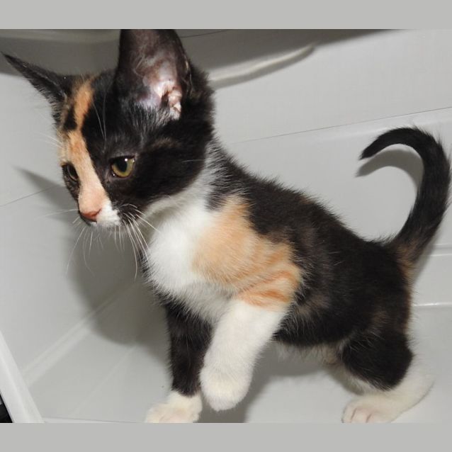 Photo of Kahlani (Princess Kahlani)