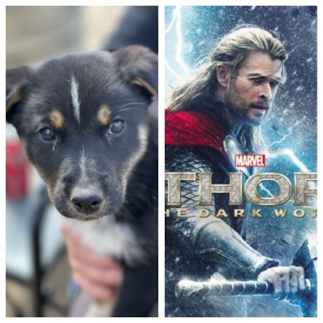Photo of Thor