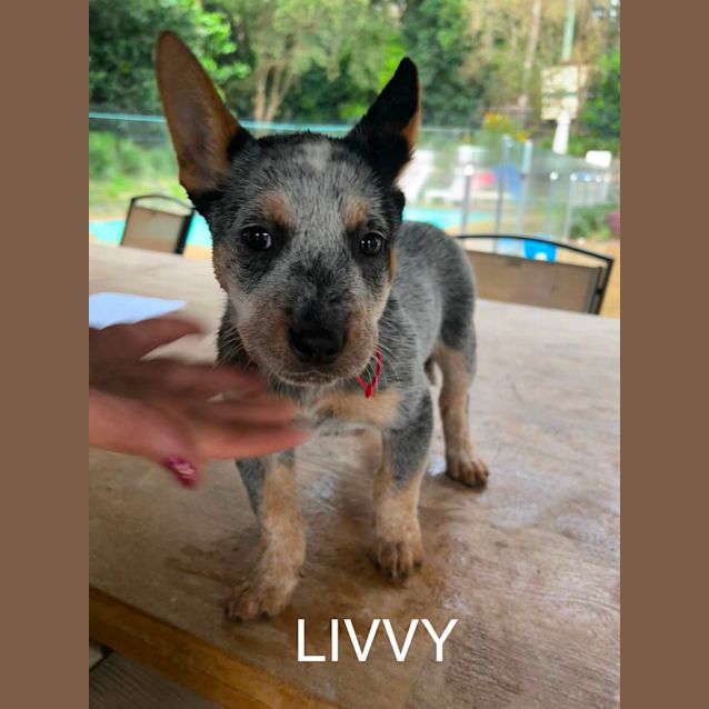 Photo of Livvy 